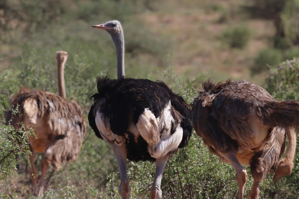 灰颈鸵鸟(Struthio molybdophanes)
