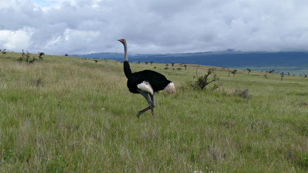 灰颈鸵鸟(Struthio molybdophanes)
