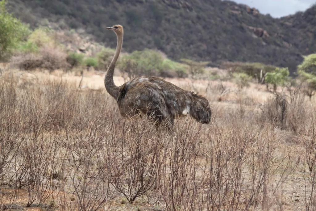灰颈鸵鸟(Struthio molybdophanes)