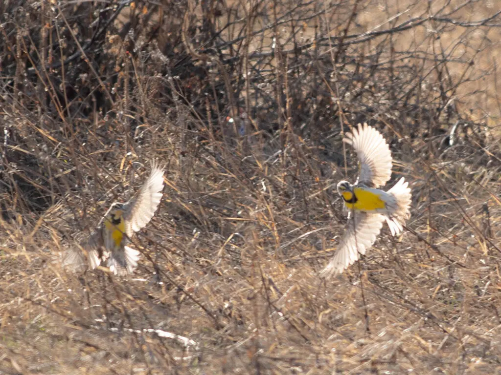 西草地鹨(Sturnella neglecta)