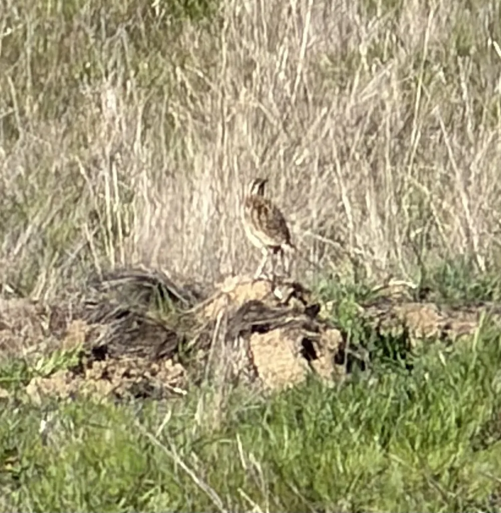 西草地鹨(Sturnella neglecta)