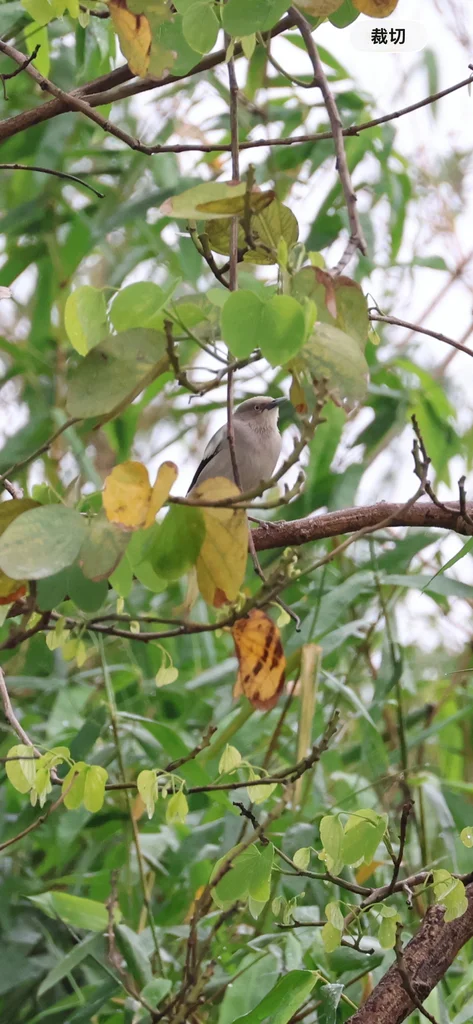 灰背椋鸟(Sturnia sinensis)
