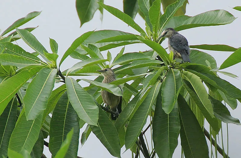 白脸椋鸟（Sturnornis albofrontatus）
