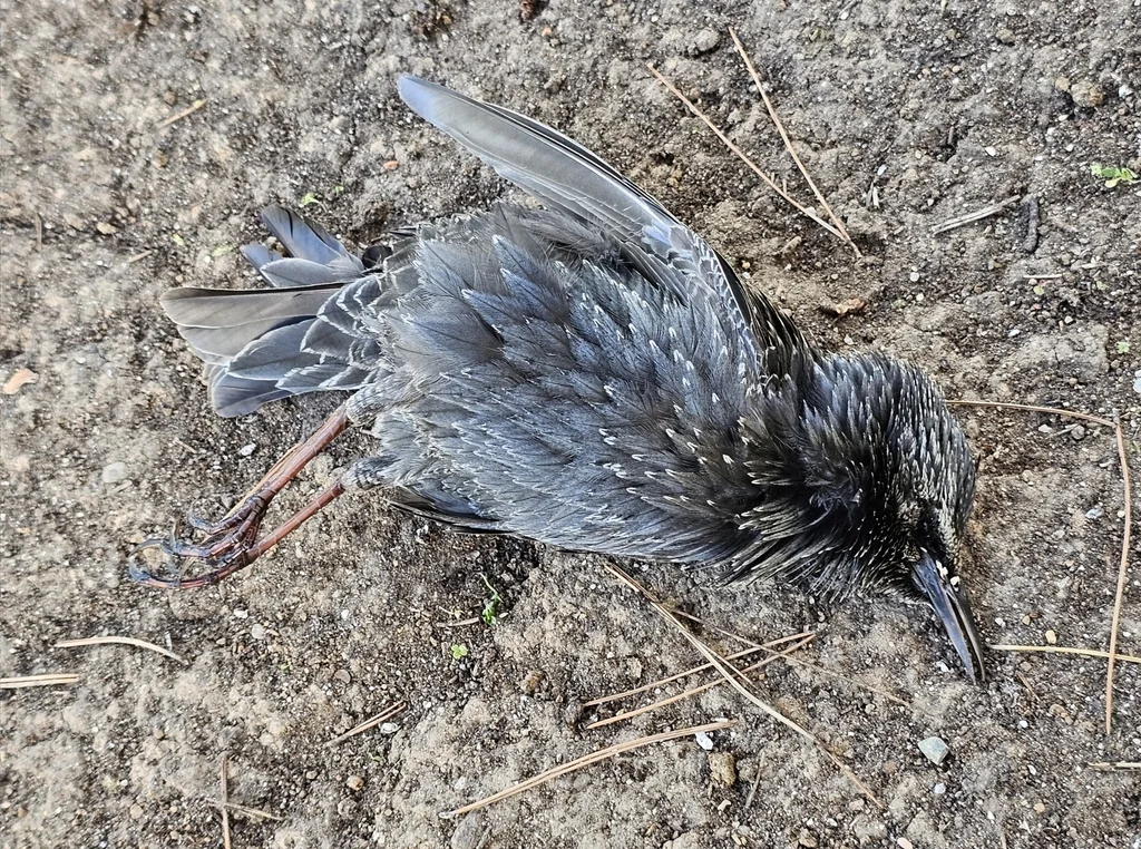 纯色椋鸟(Sturnus unicolor)