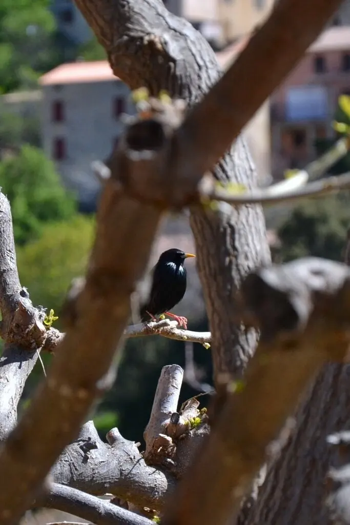 纯色椋鸟(Sturnus unicolor)