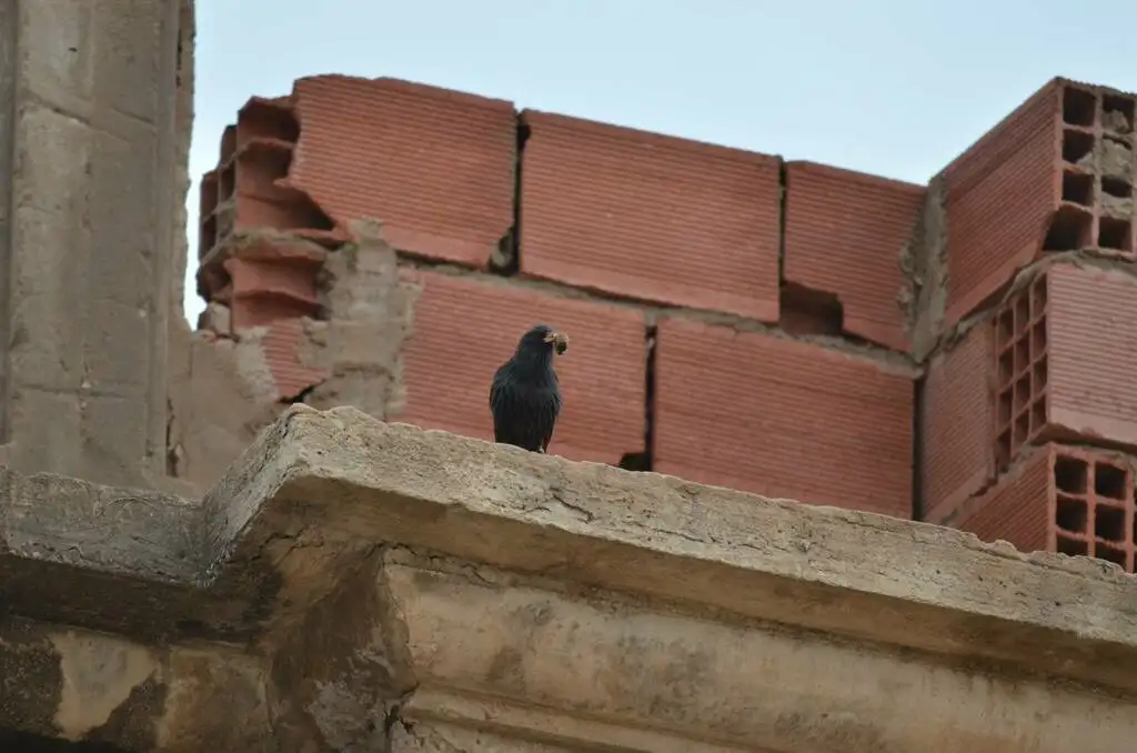 纯色椋鸟(Sturnus unicolor)