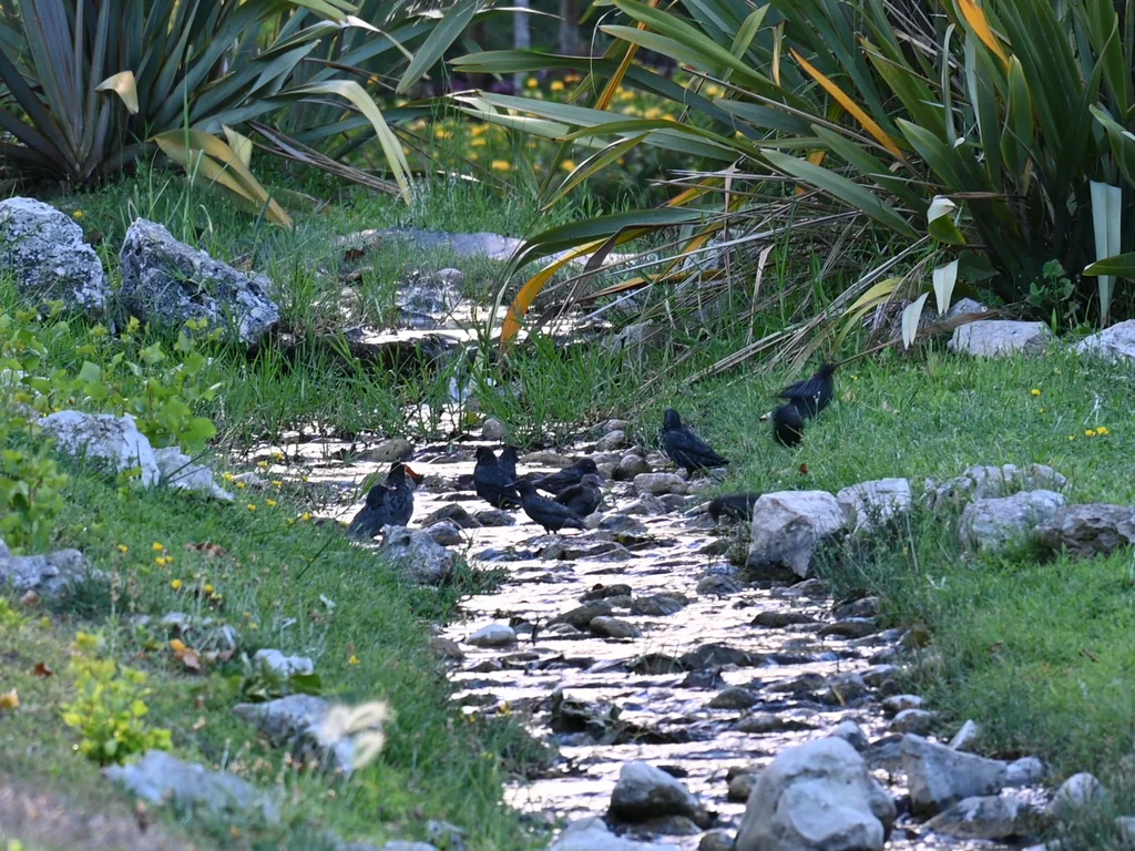 纯色椋鸟(Sturnus unicolor)