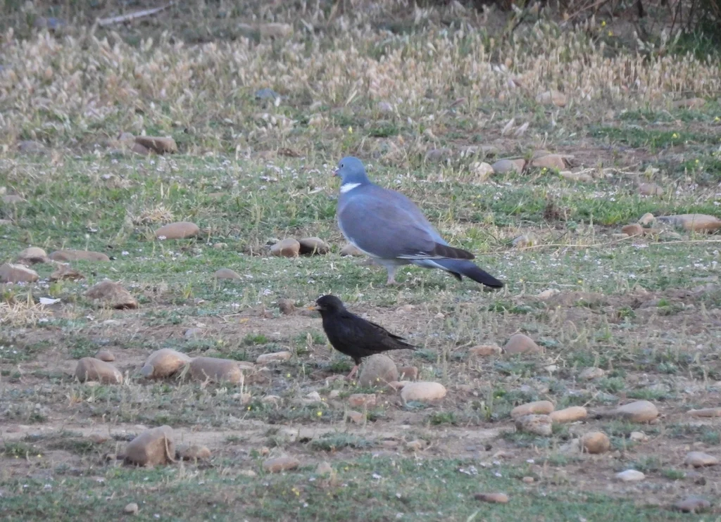 纯色椋鸟(Sturnus unicolor)