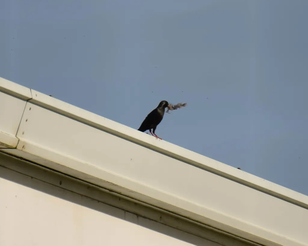纯色椋鸟(Sturnus unicolor)