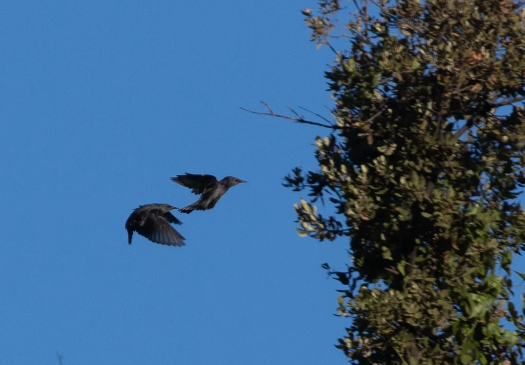 纯色椋鸟(Sturnus unicolor)