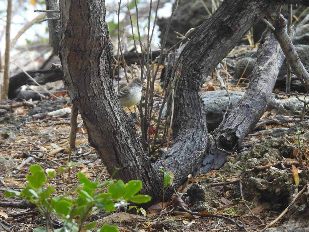 北灌丛霸鹟(Sublegatus arenarum)