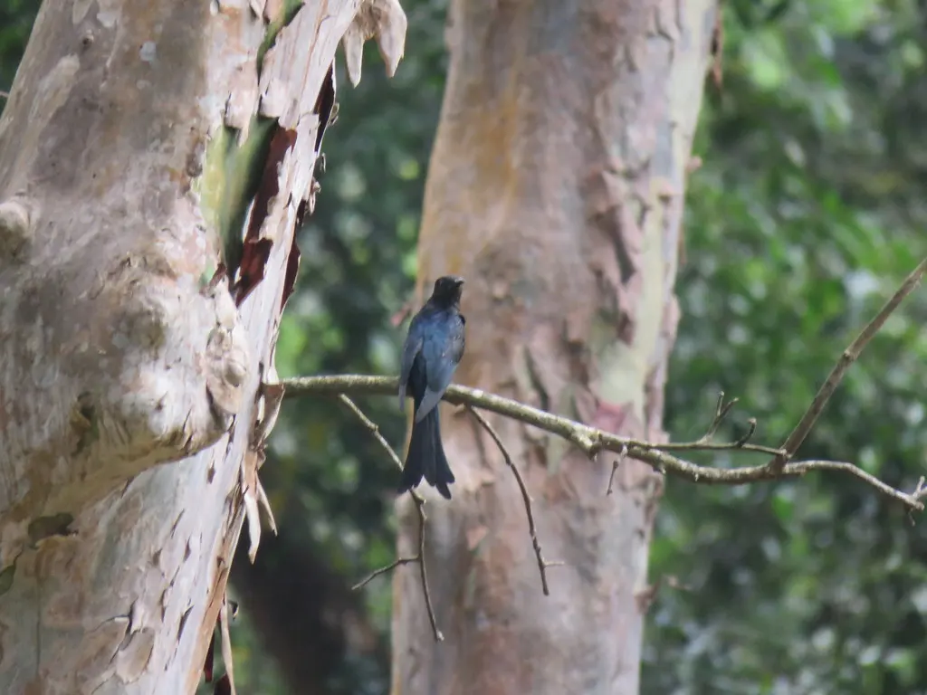 叉尾乌鹃(Surniculus dicruroides)