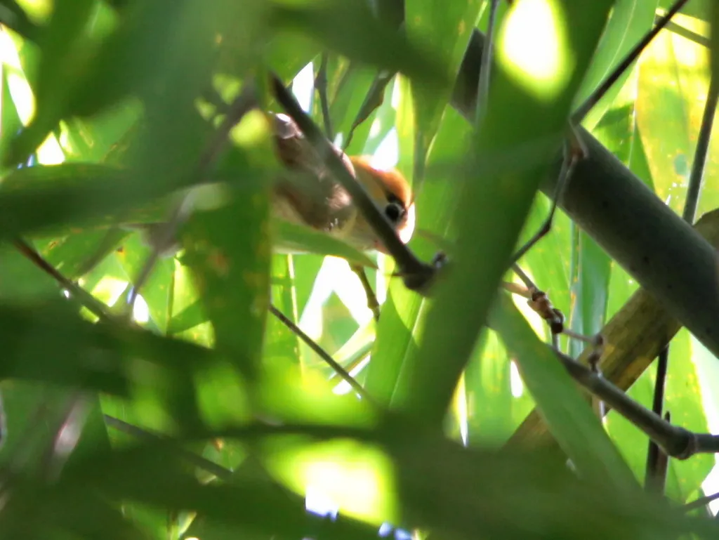 黑眉鸦雀(Suthora atrosuperciliaris)