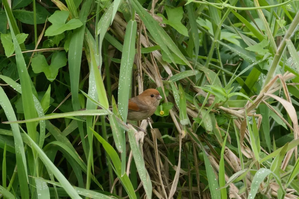 棕头鸦雀(Suthora webbiana)