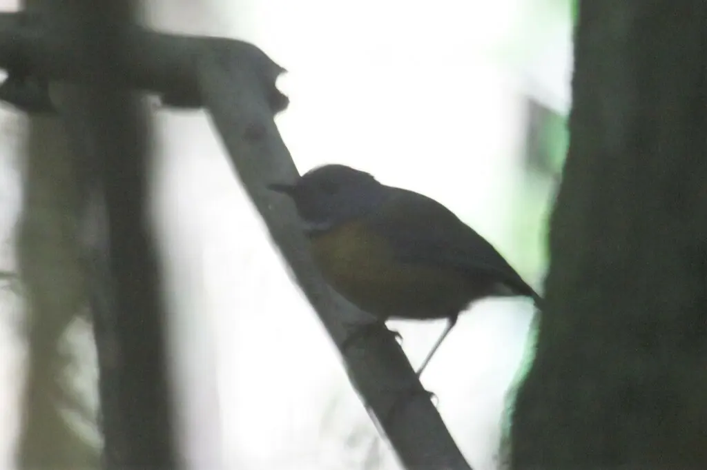 斯氏鸲(Swynnertonia swynnertoni)