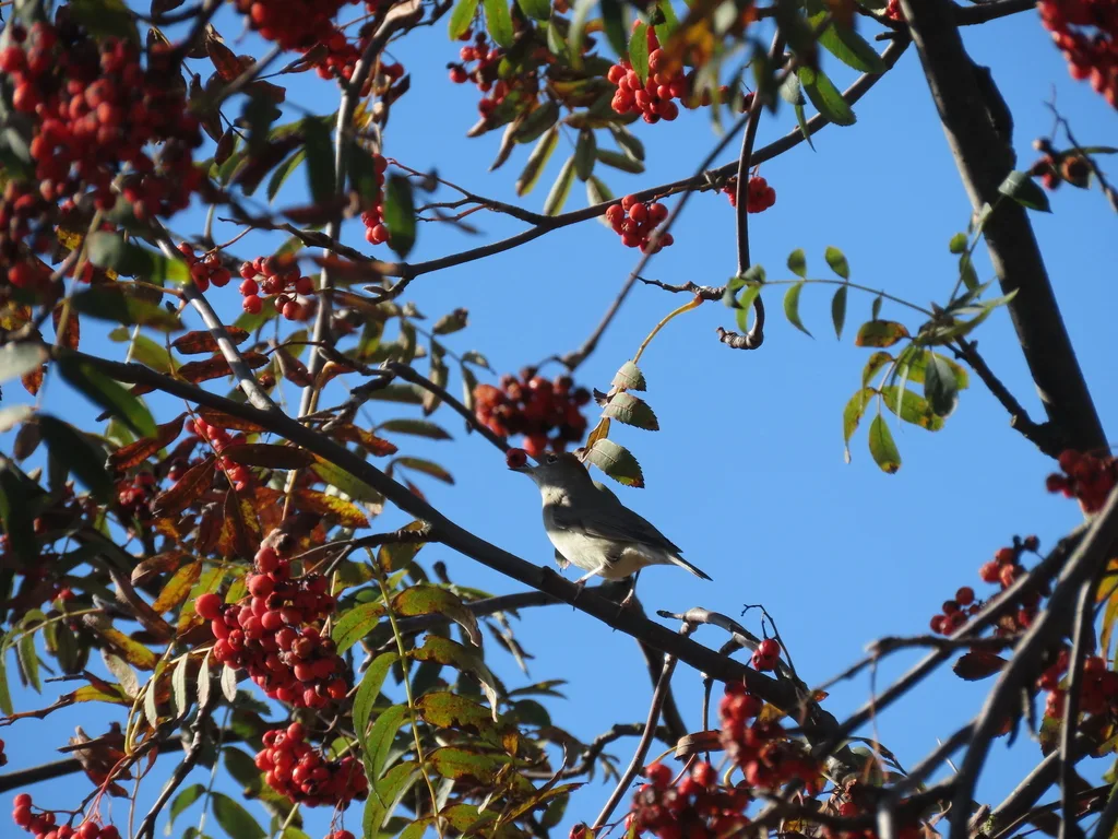黑顶林莺(Sylvia atricapilla)