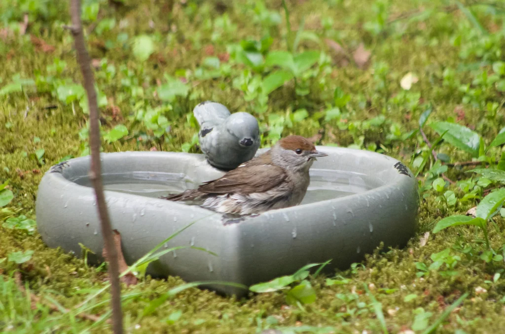 黑顶林莺(Sylvia atricapilla)