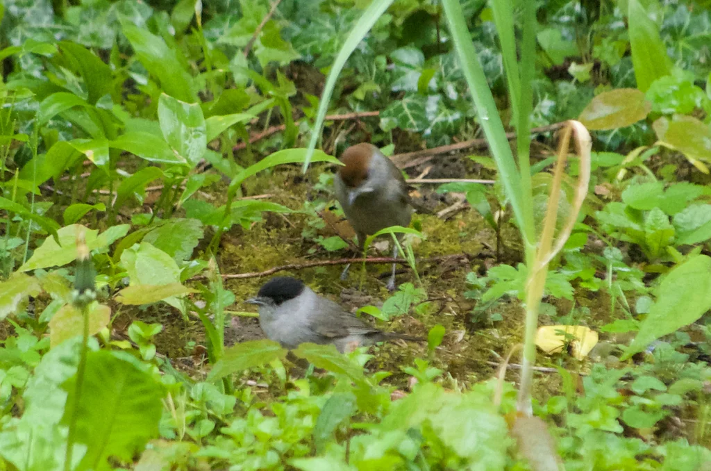黑顶林莺(Sylvia atricapilla)