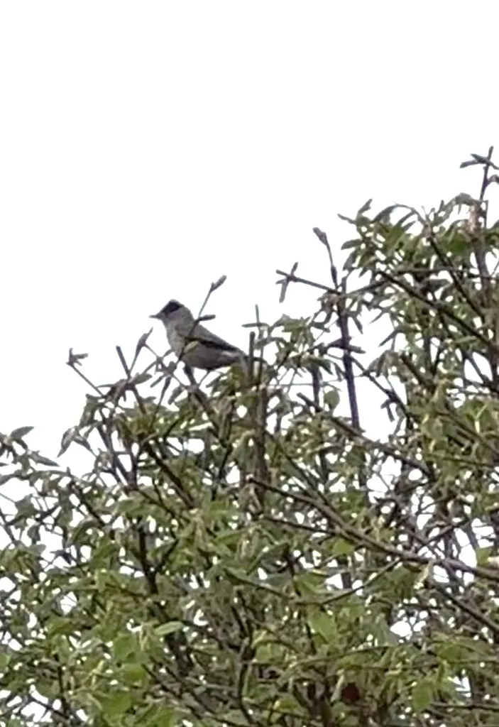 黑顶林莺(Sylvia atricapilla)