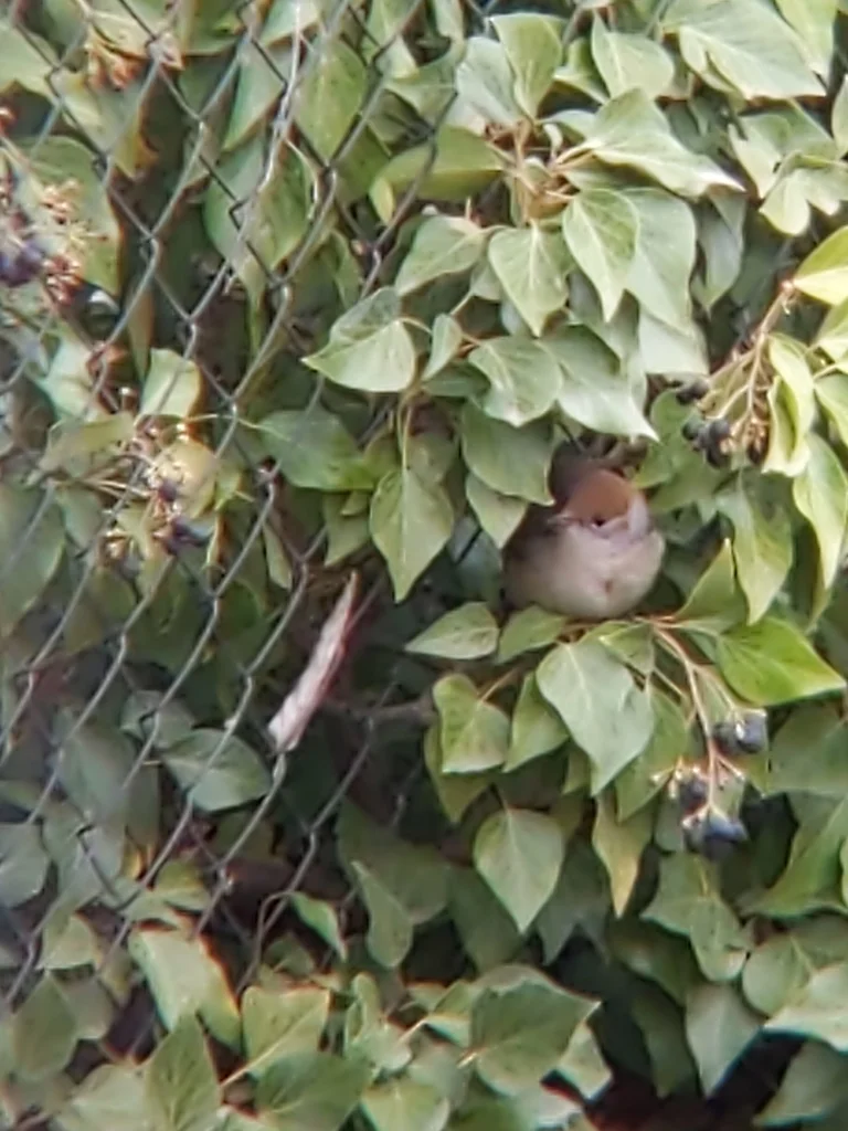 黑顶林莺(Sylvia atricapilla)