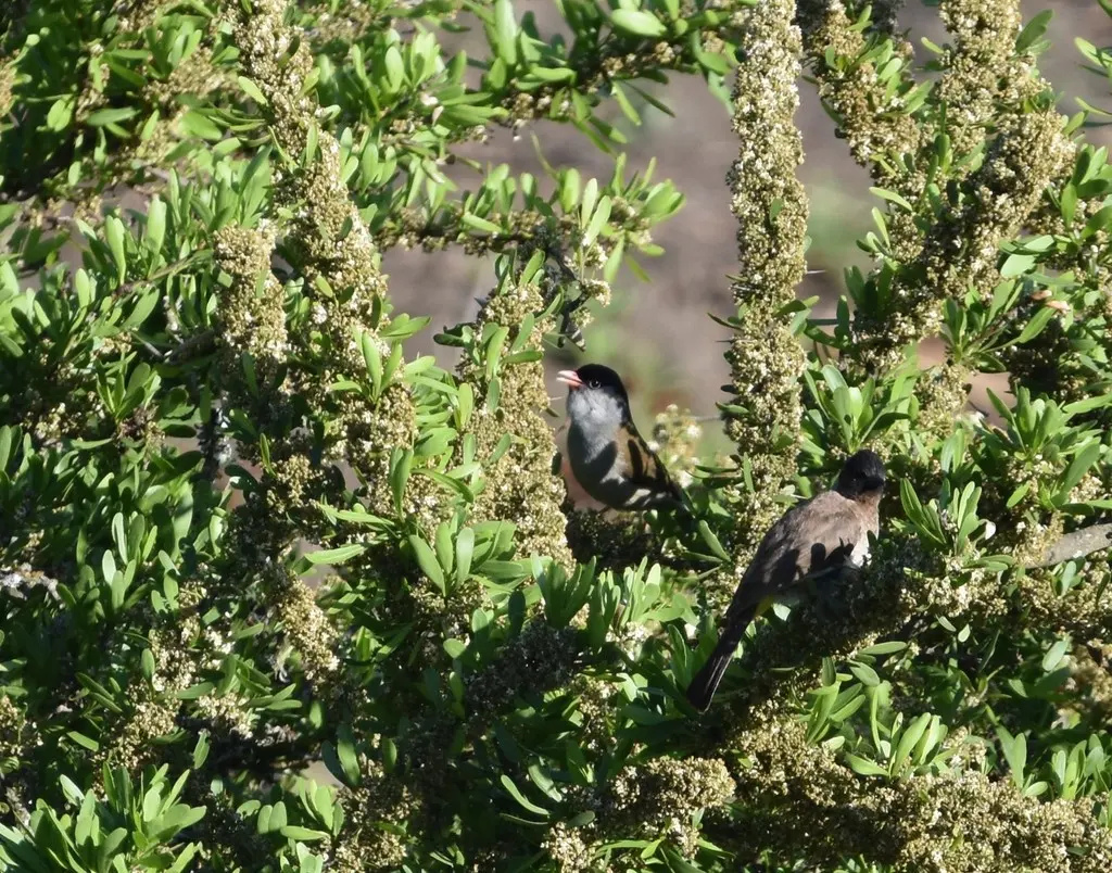 黑顶鹛莺(Sylvia nigricapillus)