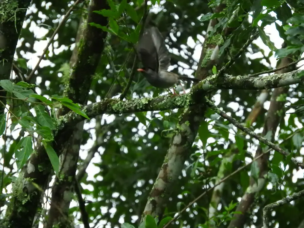 黑顶鹛莺(Sylvia nigricapillus)