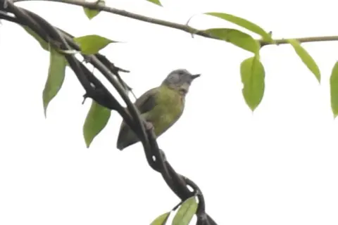 黄腹森莺