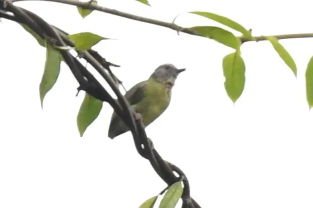 黄腹森莺(Sylvietta denti)