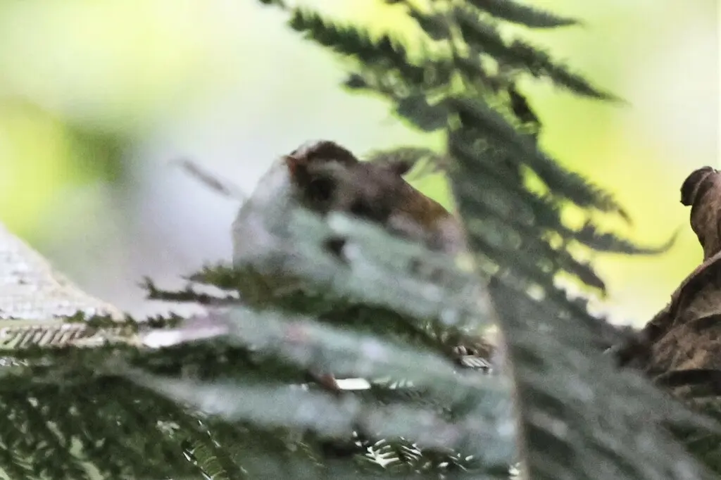 白眉森莺(Sylvietta leucophrys)