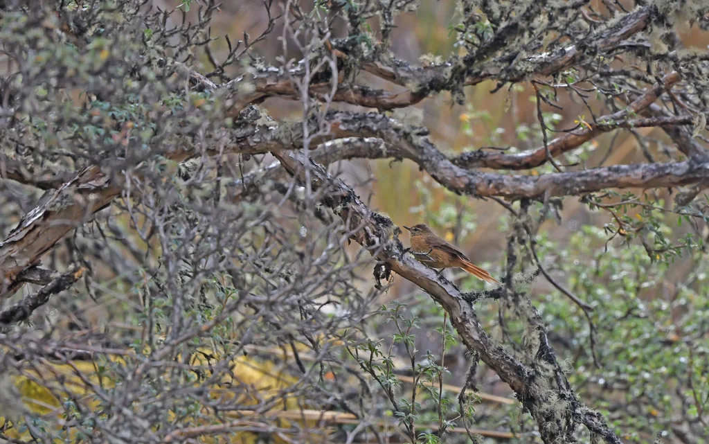 茶色针尾雀(Sylviorthorhynchus yanacensis)