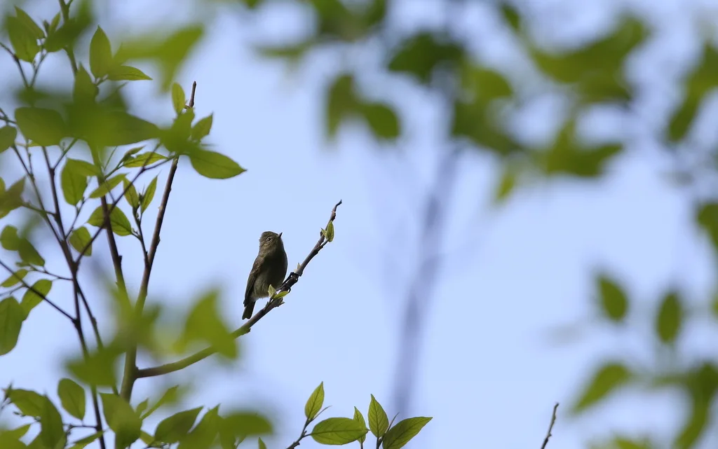 黄眉林雀(Sylviparus modestus)