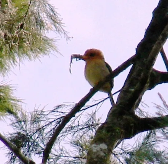 山黄嘴翡翠(Syma megarhyncha)