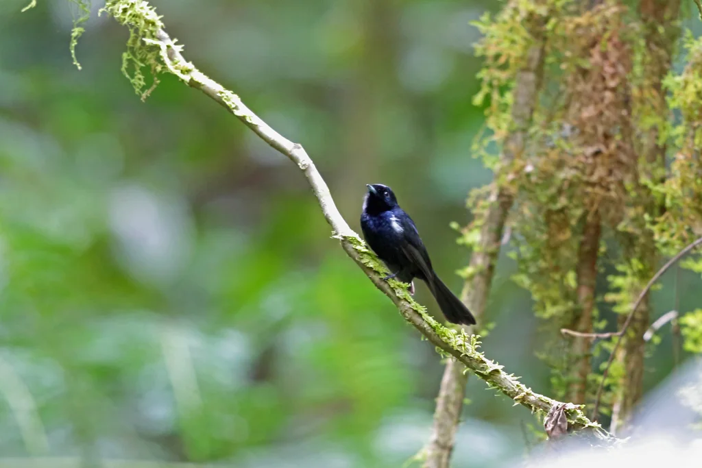 黑王鹟(Symposiachrus axillaris)
