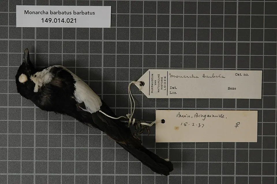 斑王鹟(Symposiachrus barbatus)