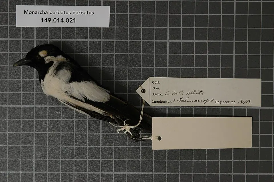 斑王鹟(Symposiachrus barbatus)