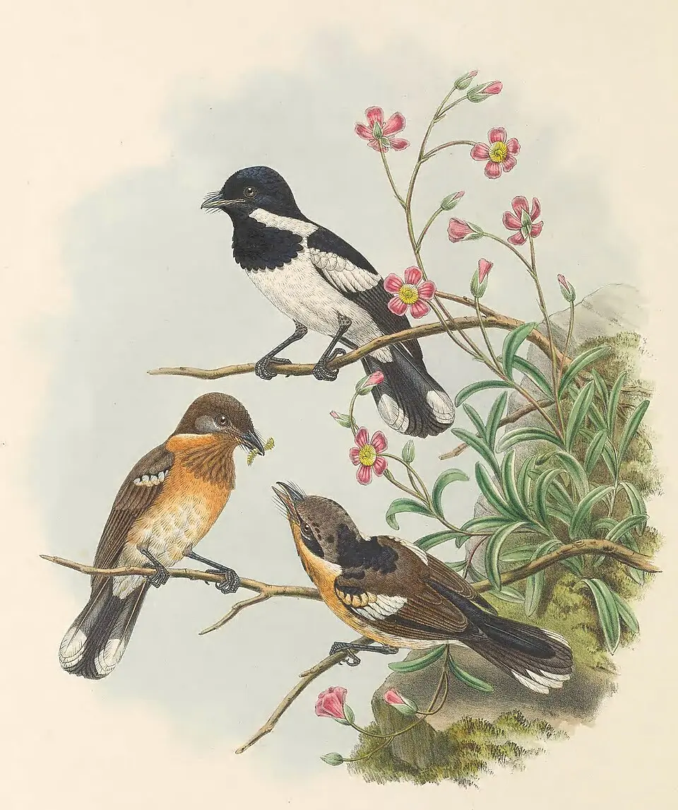 斑王鹟(Symposiachrus barbatus)