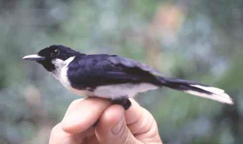 黑颏王鹟(Symposiachrus boanensis)