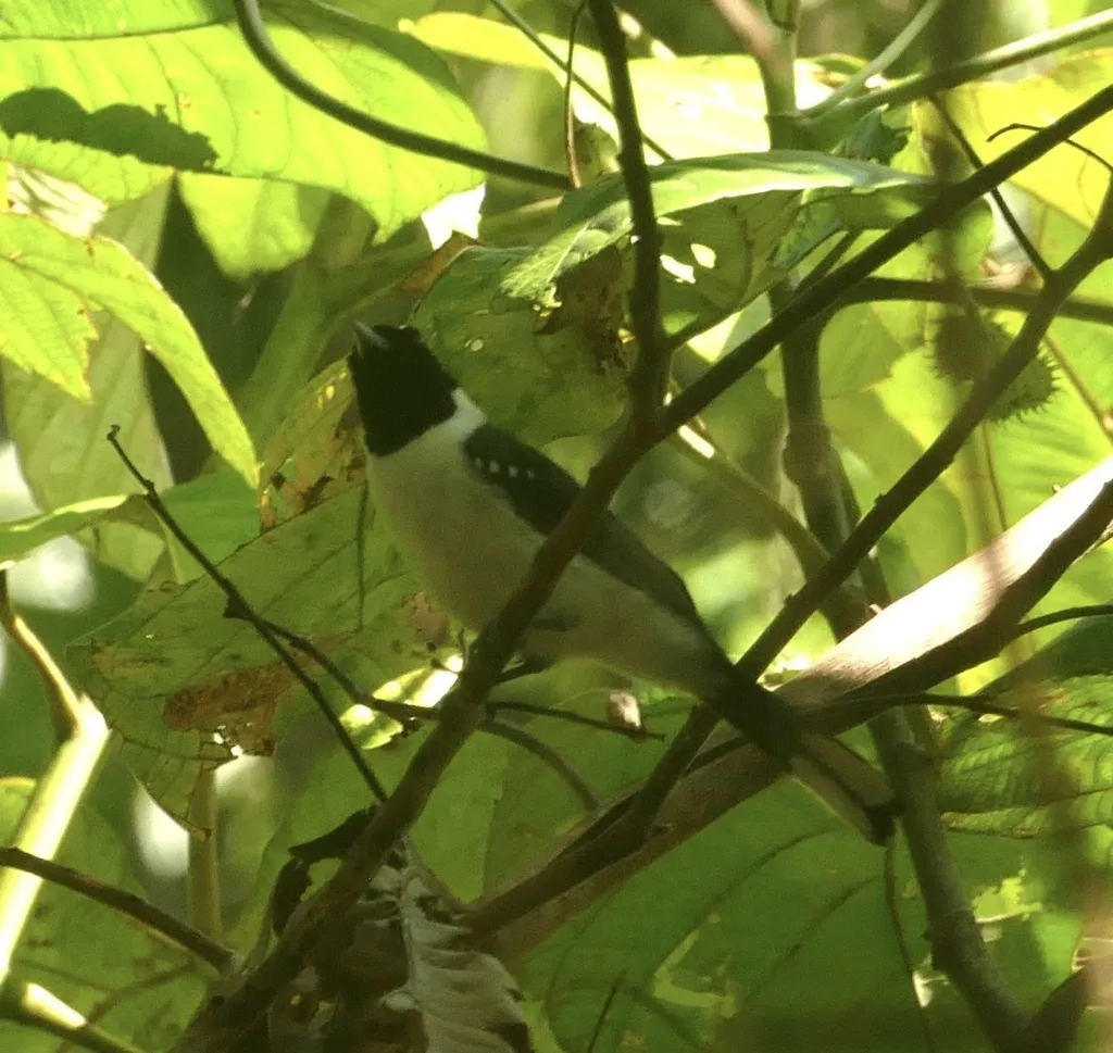 斑翅王鹟(Symposiachrus guttula)