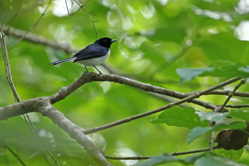 白尾王鹟(Symposiachrus leucurus)