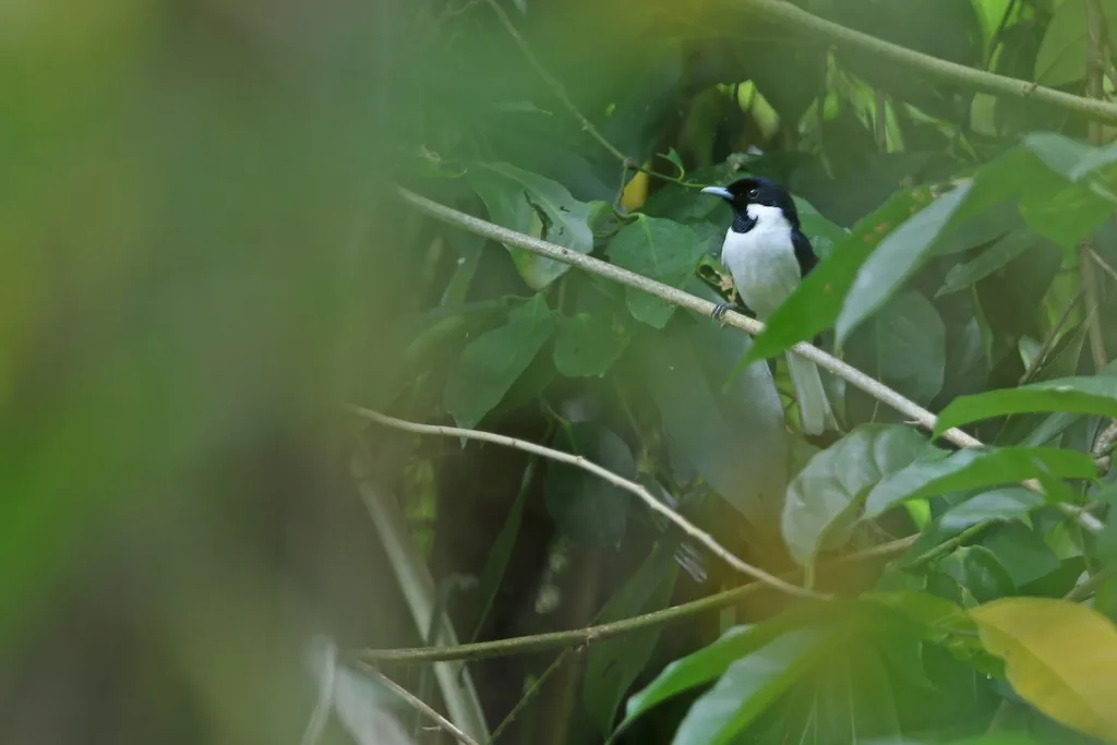 黑羽缘王鹟(Symposiachrus loricatus)