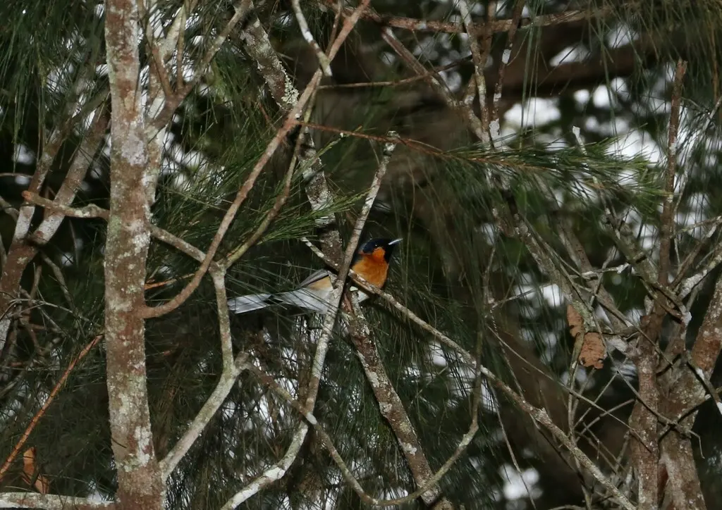 眼镜王鹟（Symposiachrus trivirgatus）
