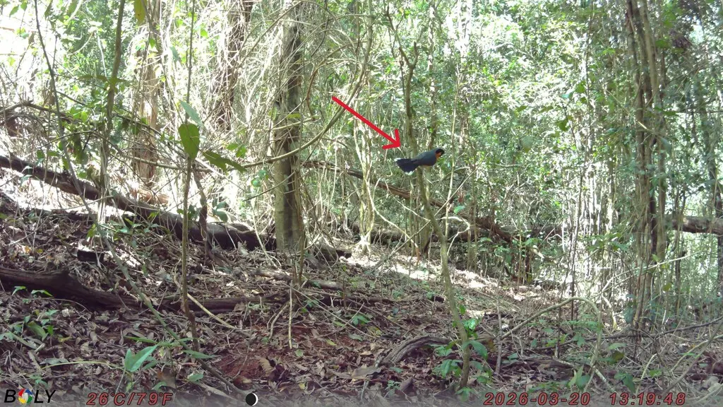 眼镜王鹟（Symposiachrus trivirgatus）