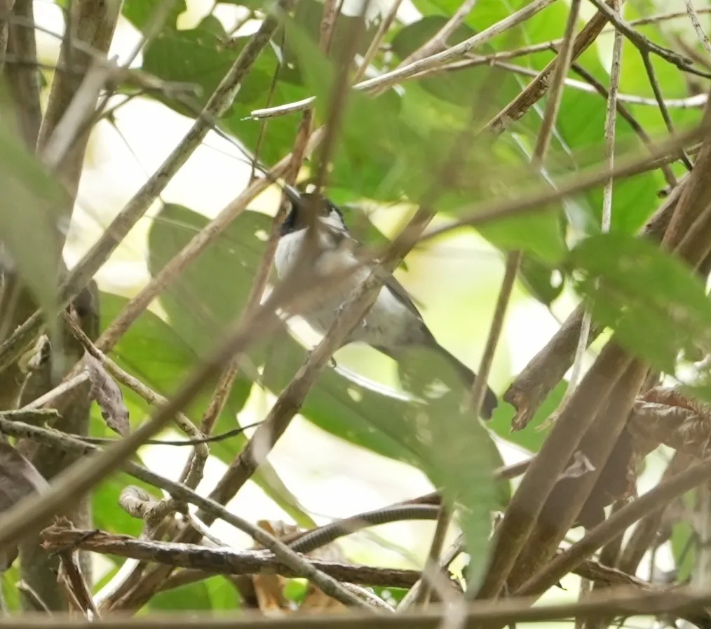 黑尾王鹟(Symposiachrus verticalis)