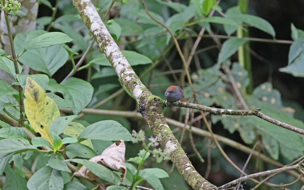 暗胸针尾雀(Synallaxis albigularis)
