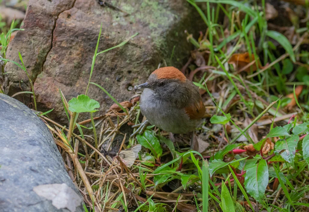 阿氏针尾雀(Synallaxis azarae)