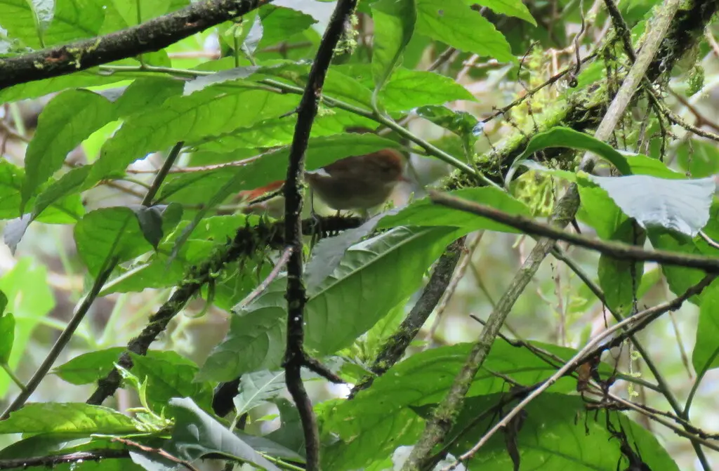 阿氏针尾雀(Synallaxis azarae)