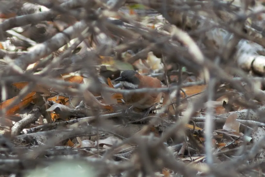 白须针尾雀(Synallaxis candei)