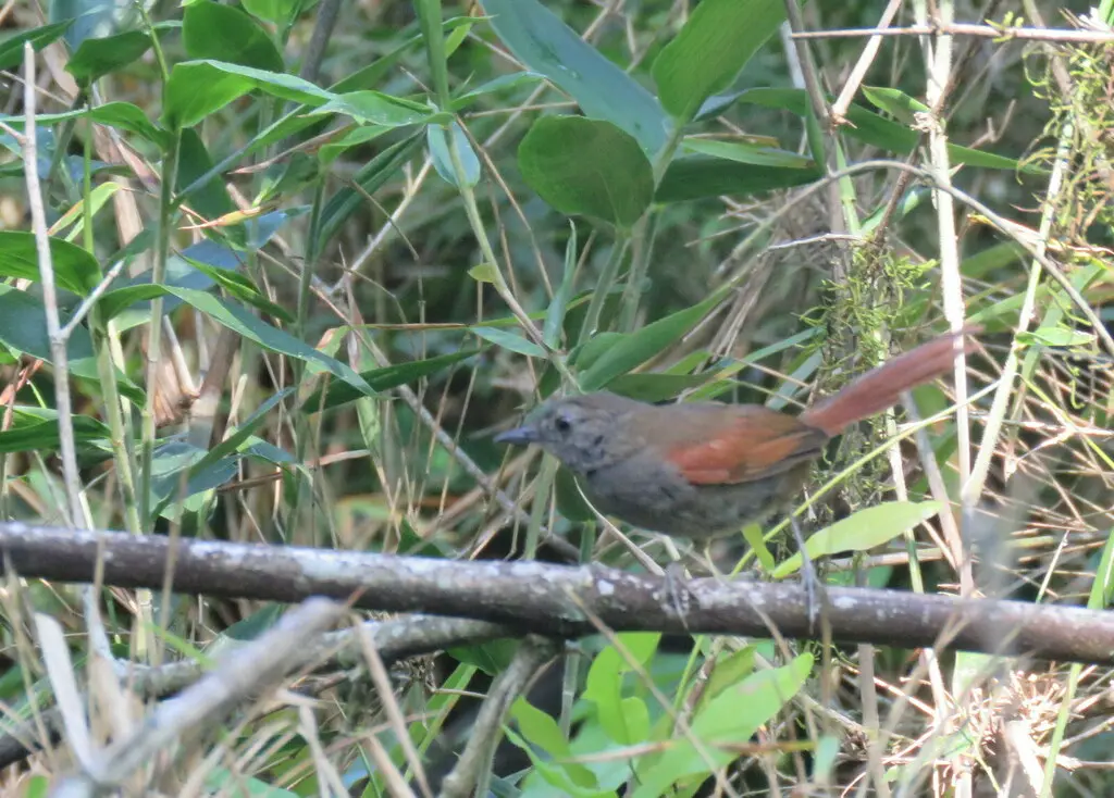 灰腹针尾雀(Synallaxis cinerascens)