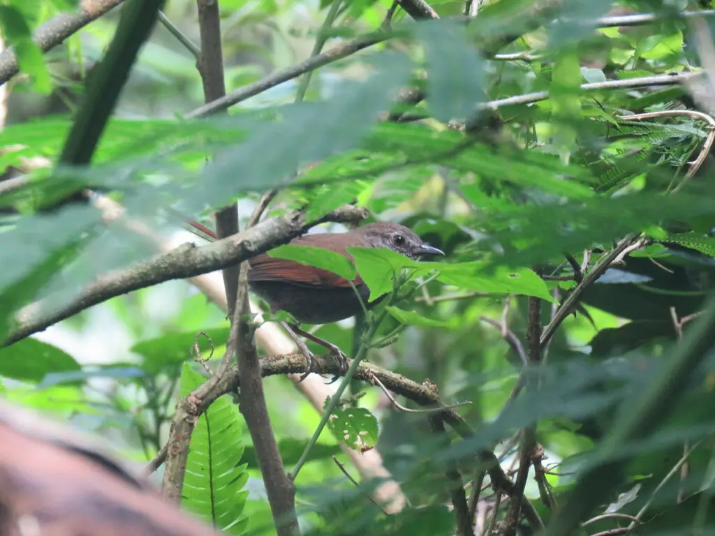 灰腹针尾雀(Synallaxis cinerascens)