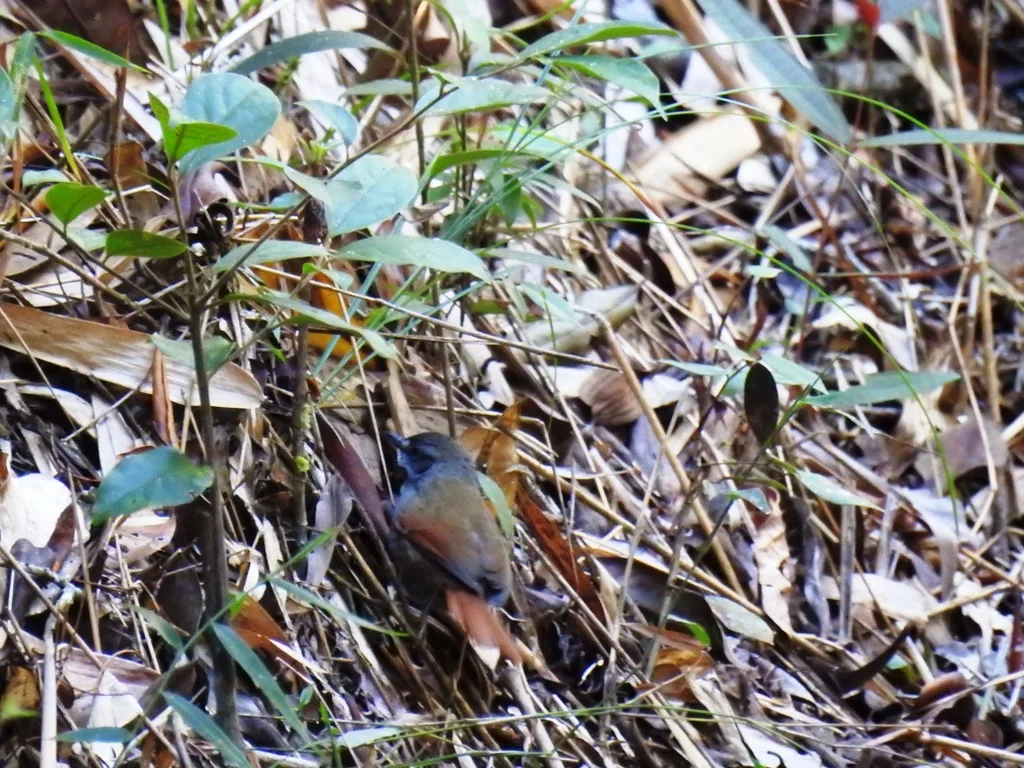 灰腹针尾雀(Synallaxis cinerascens)